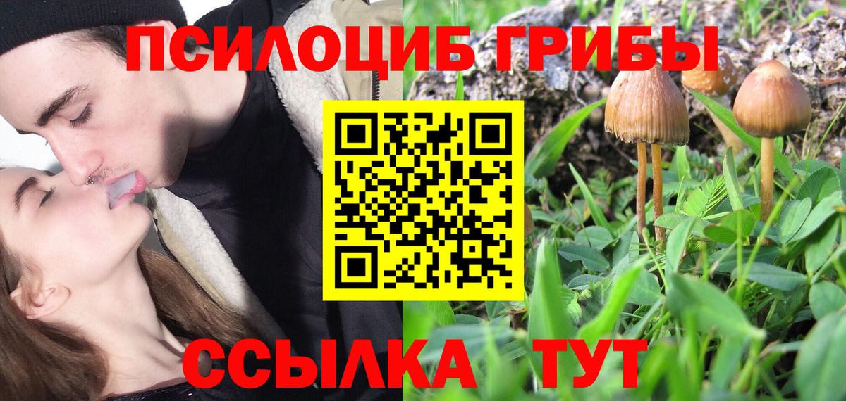 Псилоцибиновые грибы Cubensis Петрозаводск